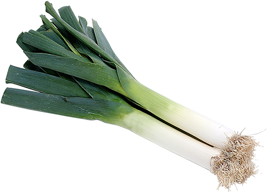 Fresh Leek Isolatedon White Background.png PNG