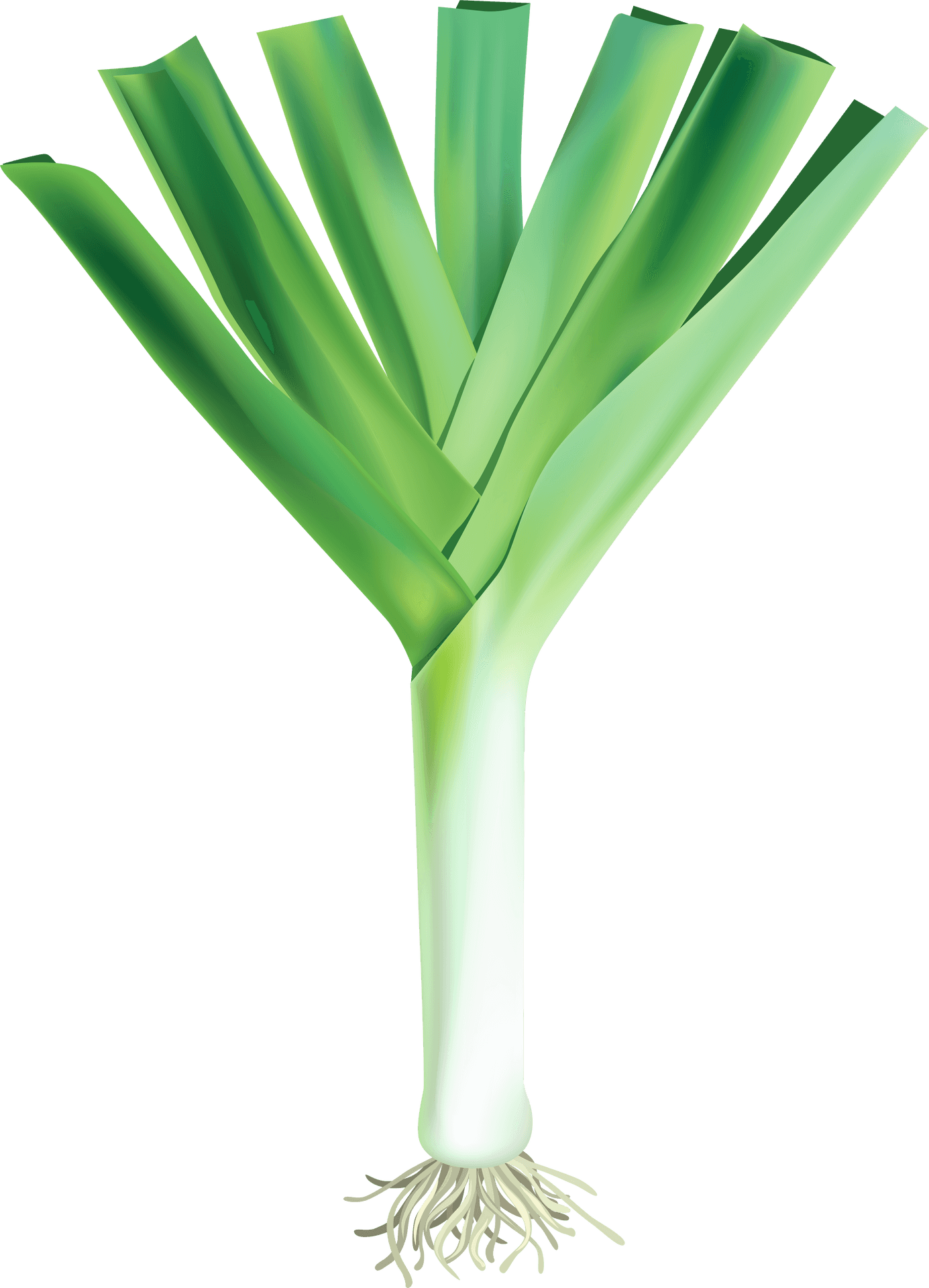 Fresh Leek Vegetable Illustration PNG