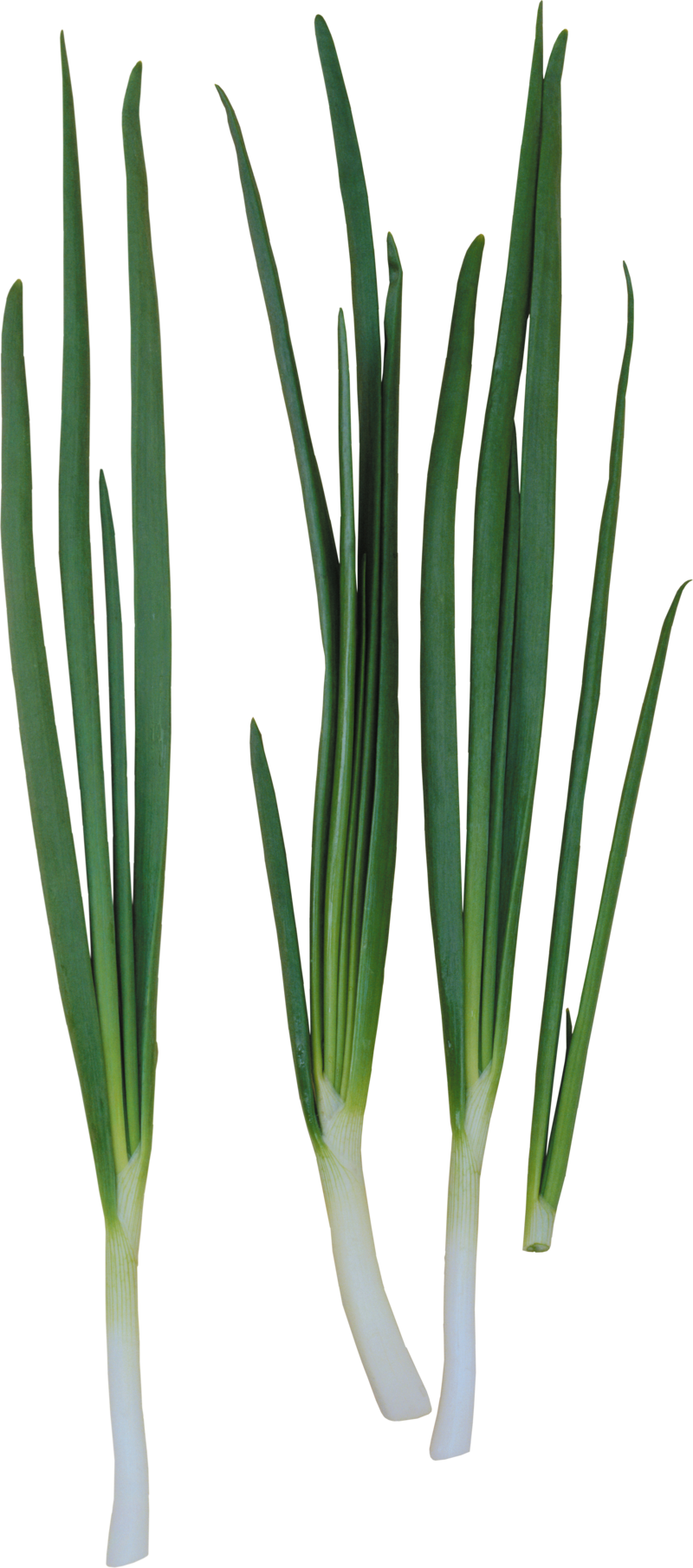 Fresh Leeks Isolatedon White PNG