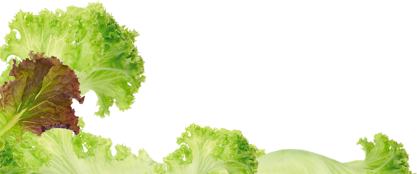 Fresh Lettuce Leaves Transparent Background PNG