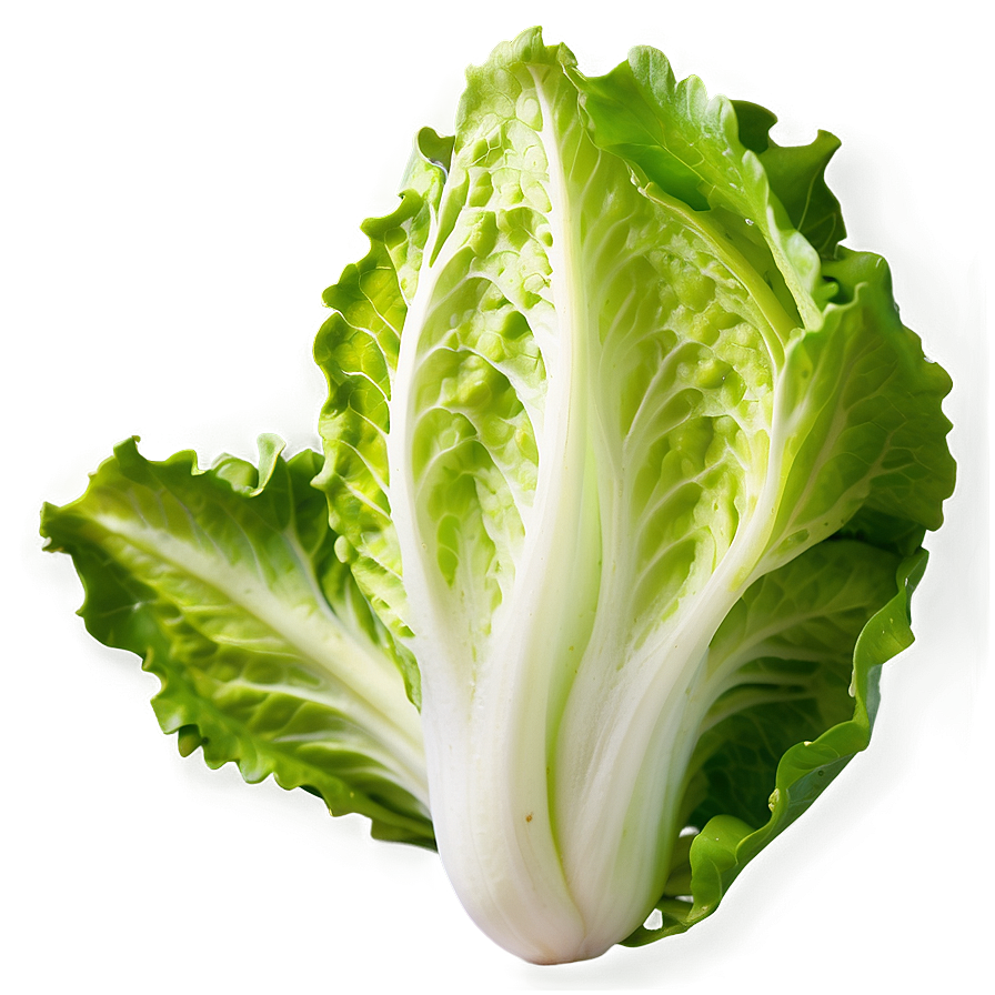 Download Fresh Lettuce Png 5 | Wallpapers.com