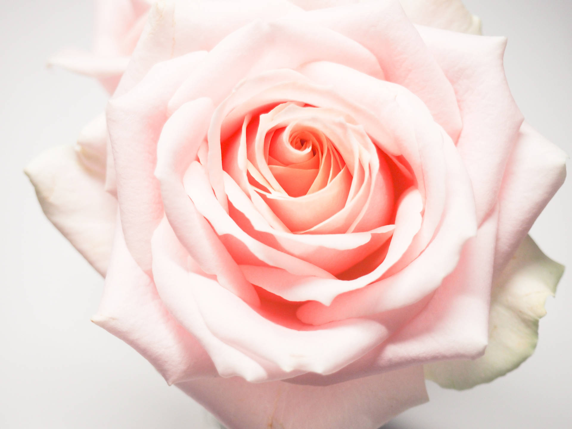 Fresh Light Pink Roses Picture