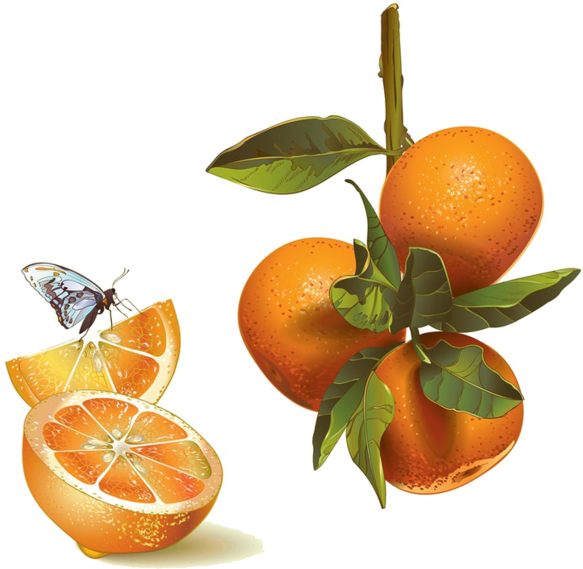Fresh Mandarin Orangeswith Butterfly PNG