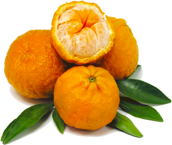 Fresh Mandarin Orangeswith Leaves PNG