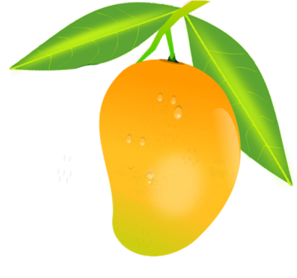 Fresh Mango With Dew Drops Illustration PNG