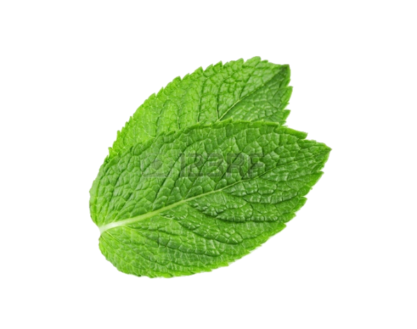 Fresh Mint Leaf Isolated PNG