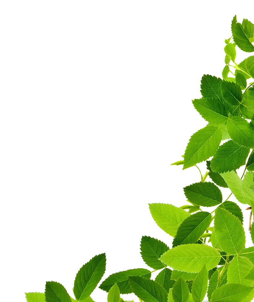 Fresh Mint Leaves Against Blue Background PNG