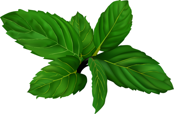 Fresh Mint Leaves Illustration PNG