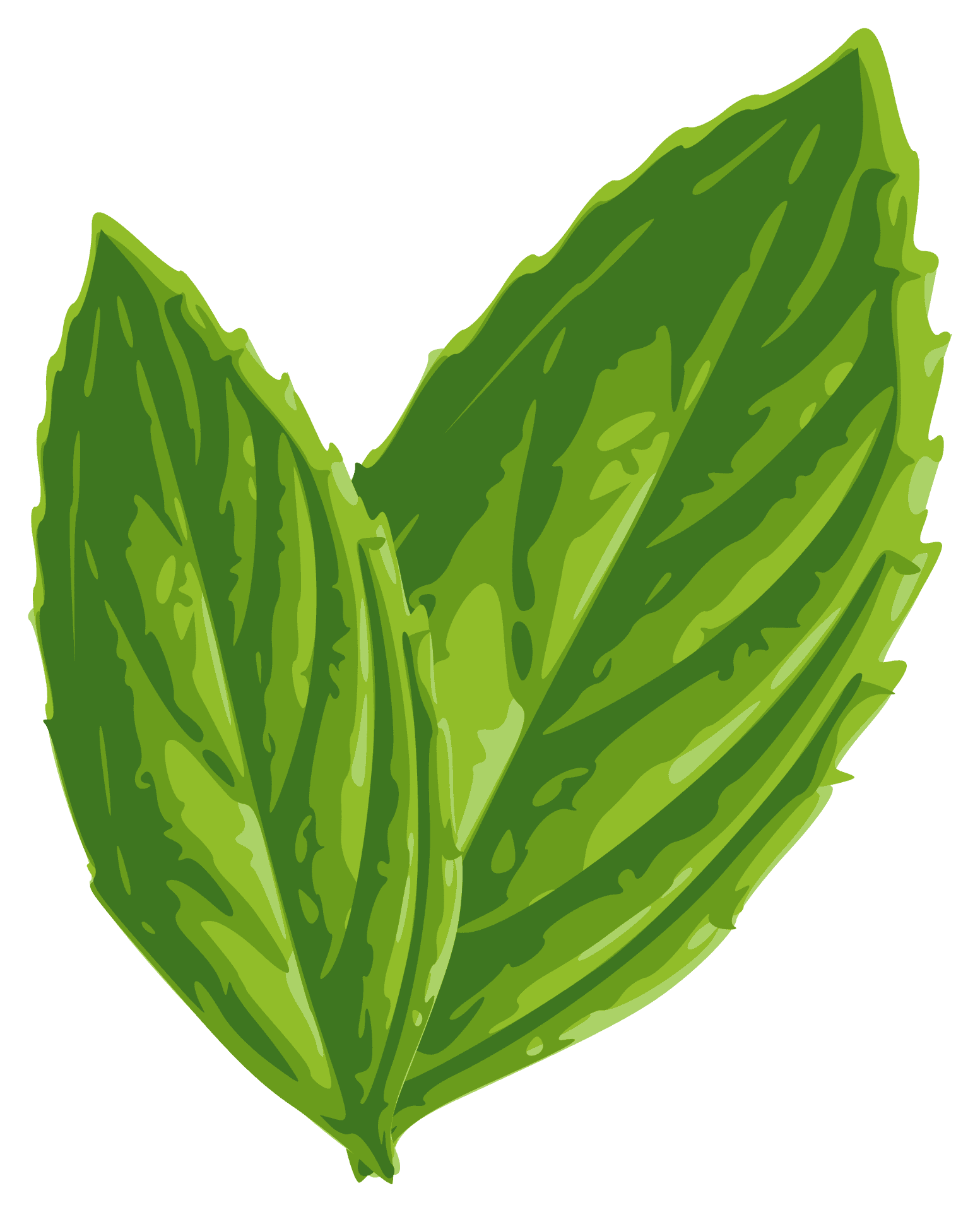 Fresh Mint Leaves Illustration PNG