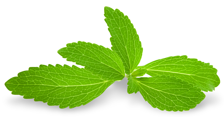 Fresh Mint Leaves Isolated PNG