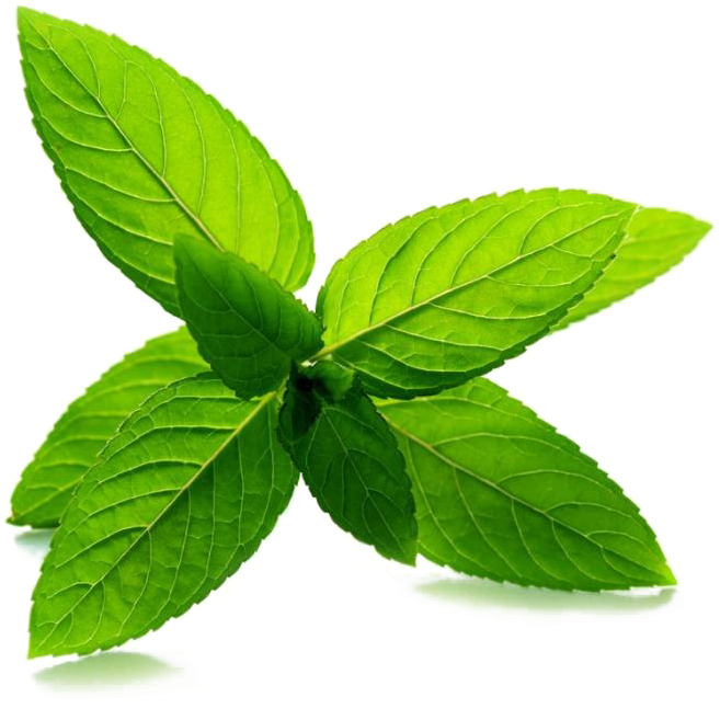 Download Fresh Mint Leaves Isolated.png | Wallpapers.com