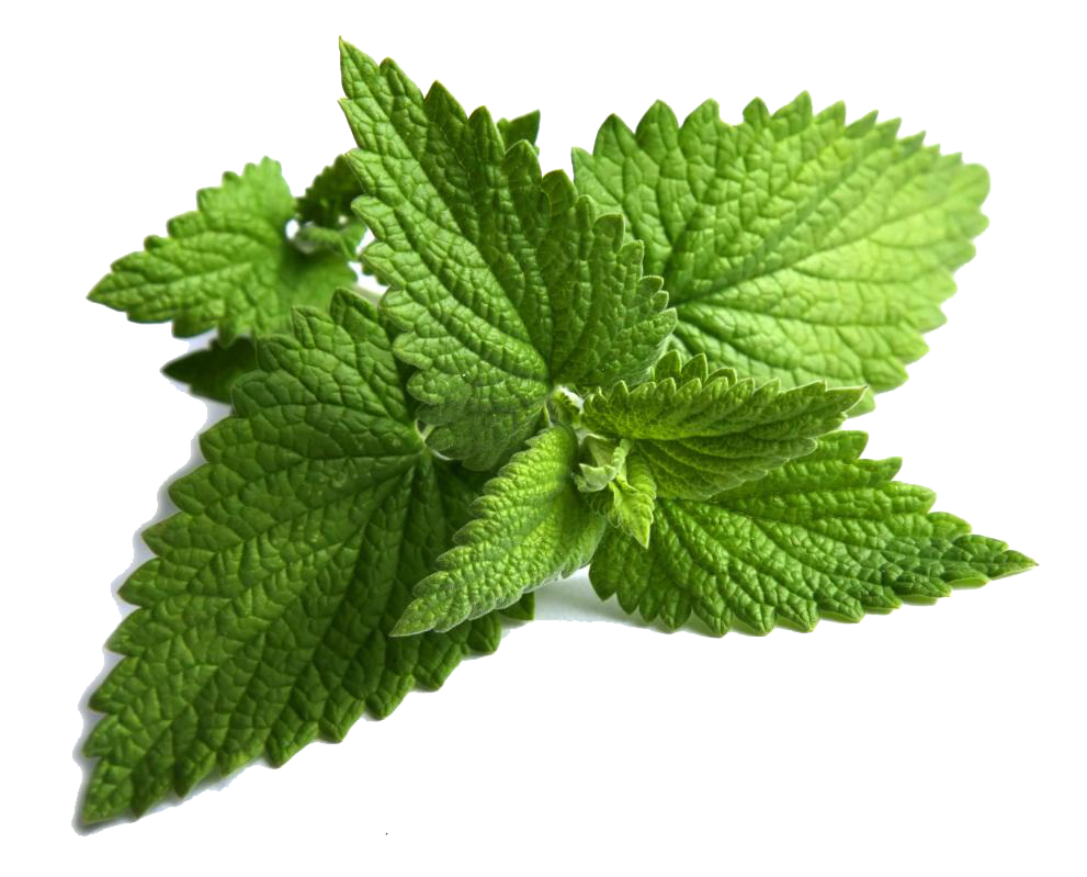 Fresh Mint Leaves Isolated.png PNG