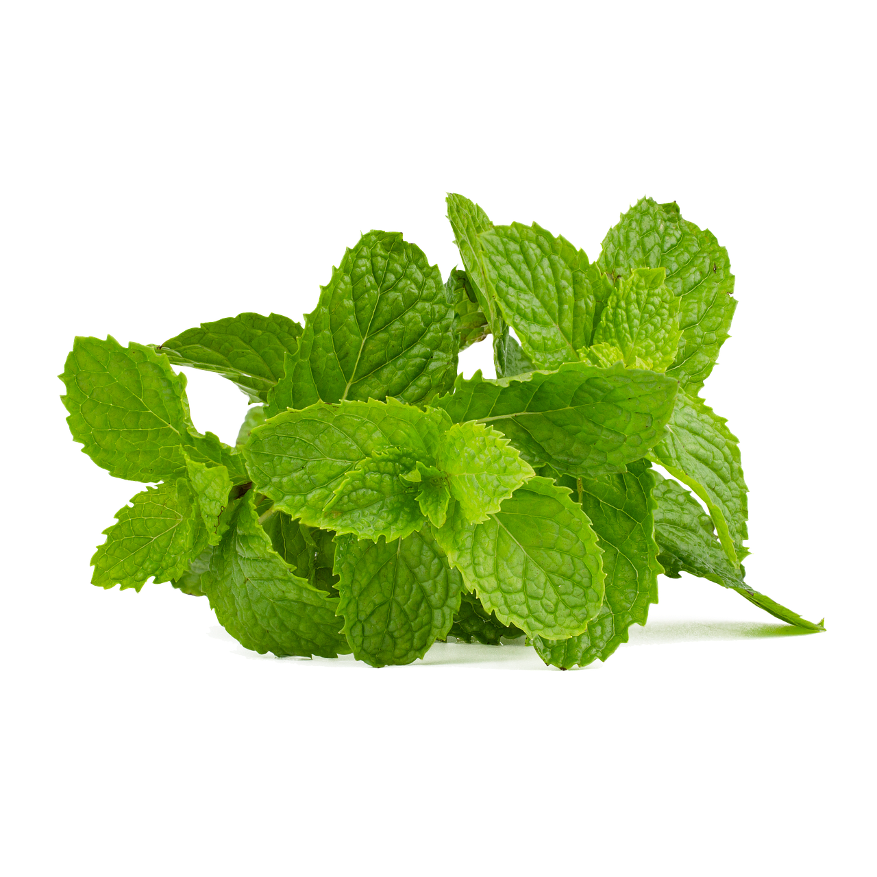 Download Fresh Mint Leaves Isolated.png | Wallpapers.com