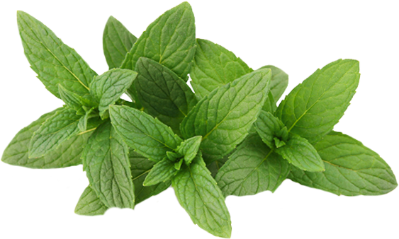 Fresh Mint Leaves Isolated.png PNG