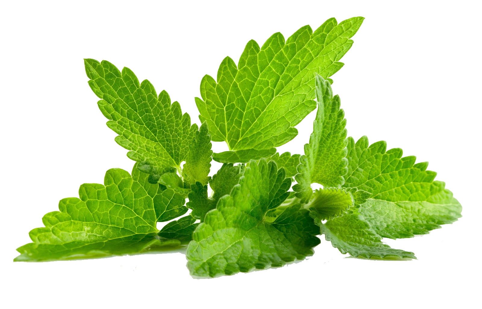 Fresh Mint Leaves Isolated.png PNG