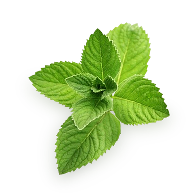 Fresh Mint Leaves Isolated.png PNG