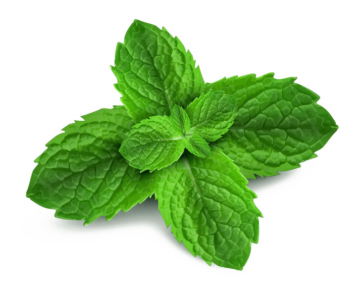 Fresh Mint Leaves Isolated PNG