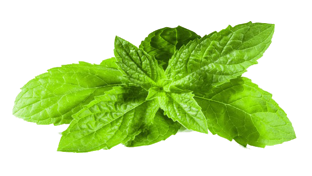 Fresh Mint Leaves Isolated PNG