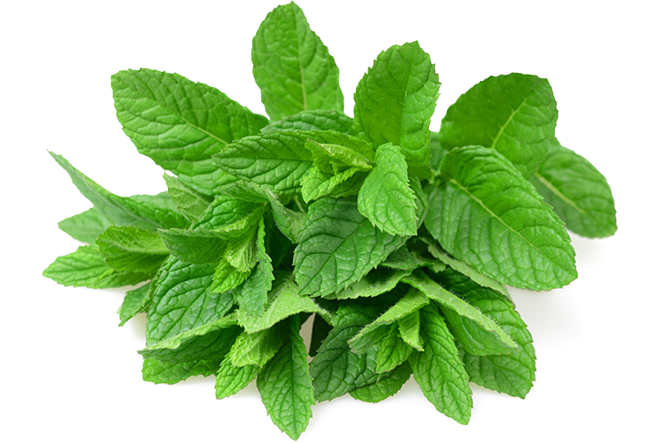 Fresh Mint Leaves.png PNG