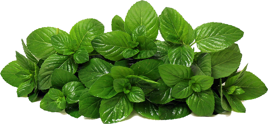 Fresh Mint Leaves Transparent Background PNG