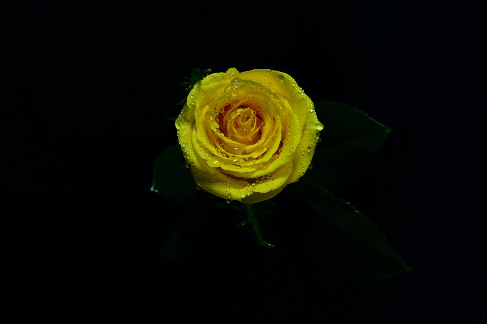 Frischedunstige Gelbe Rose Wallpaper
