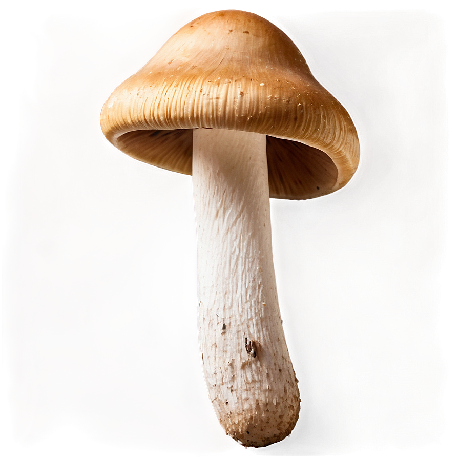 Fresh Mushrooms Png 05242024 PNG
