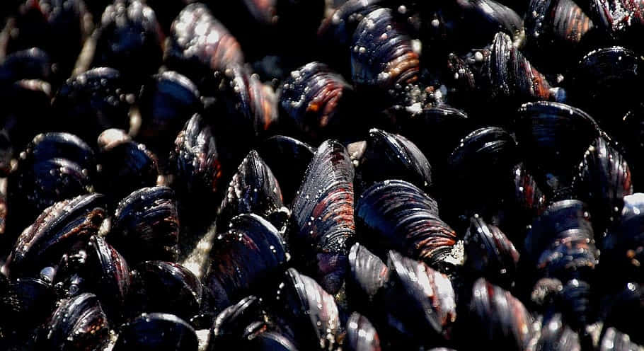 Fresh Mussels Cluster.jpg Wallpaper