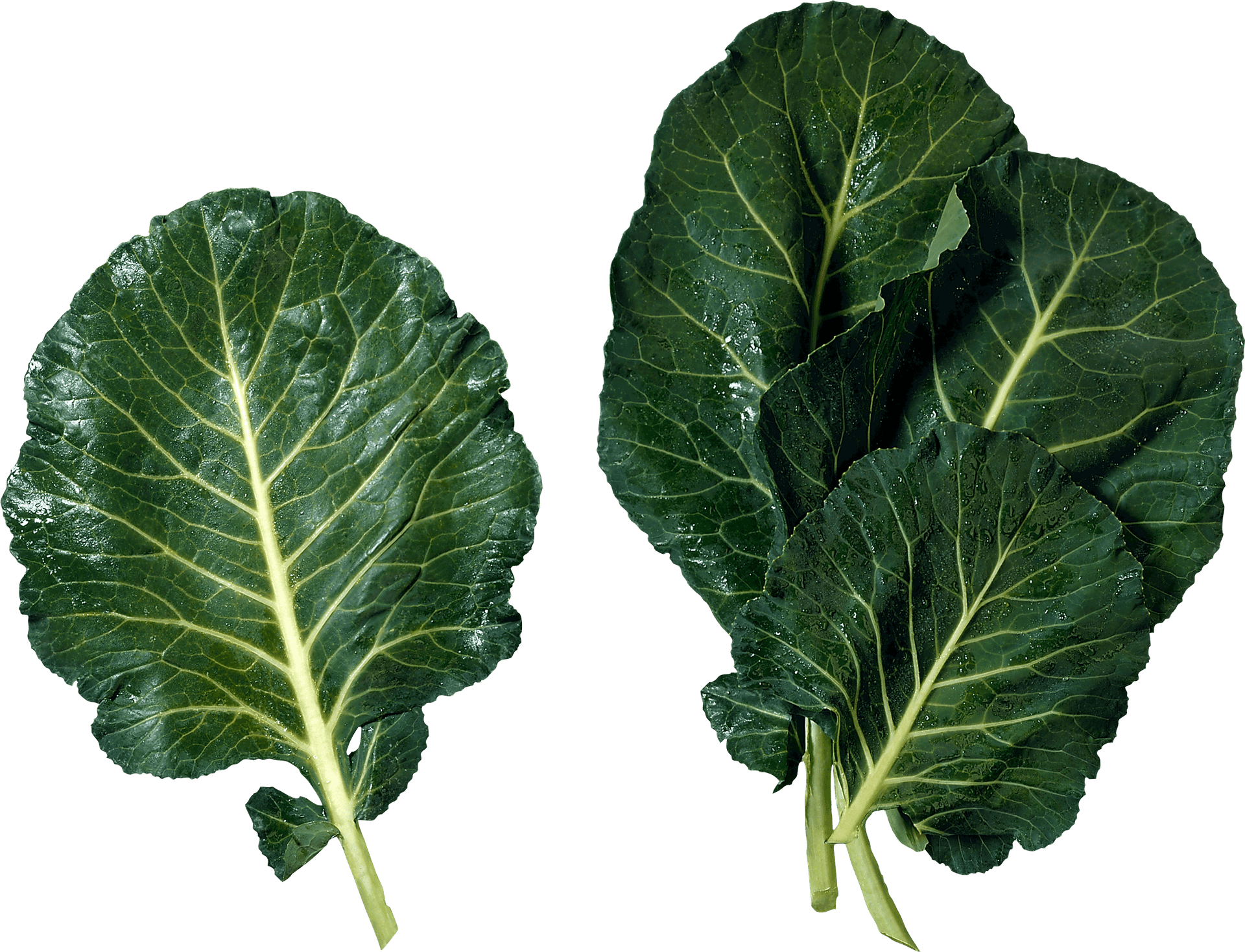 Fresh Mustard Greens Leaves PNG