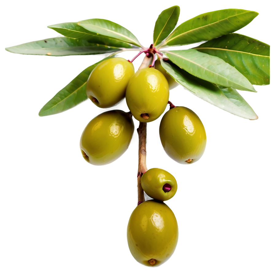 Download Fresh Olive Fruit Png 11 | Wallpapers.com