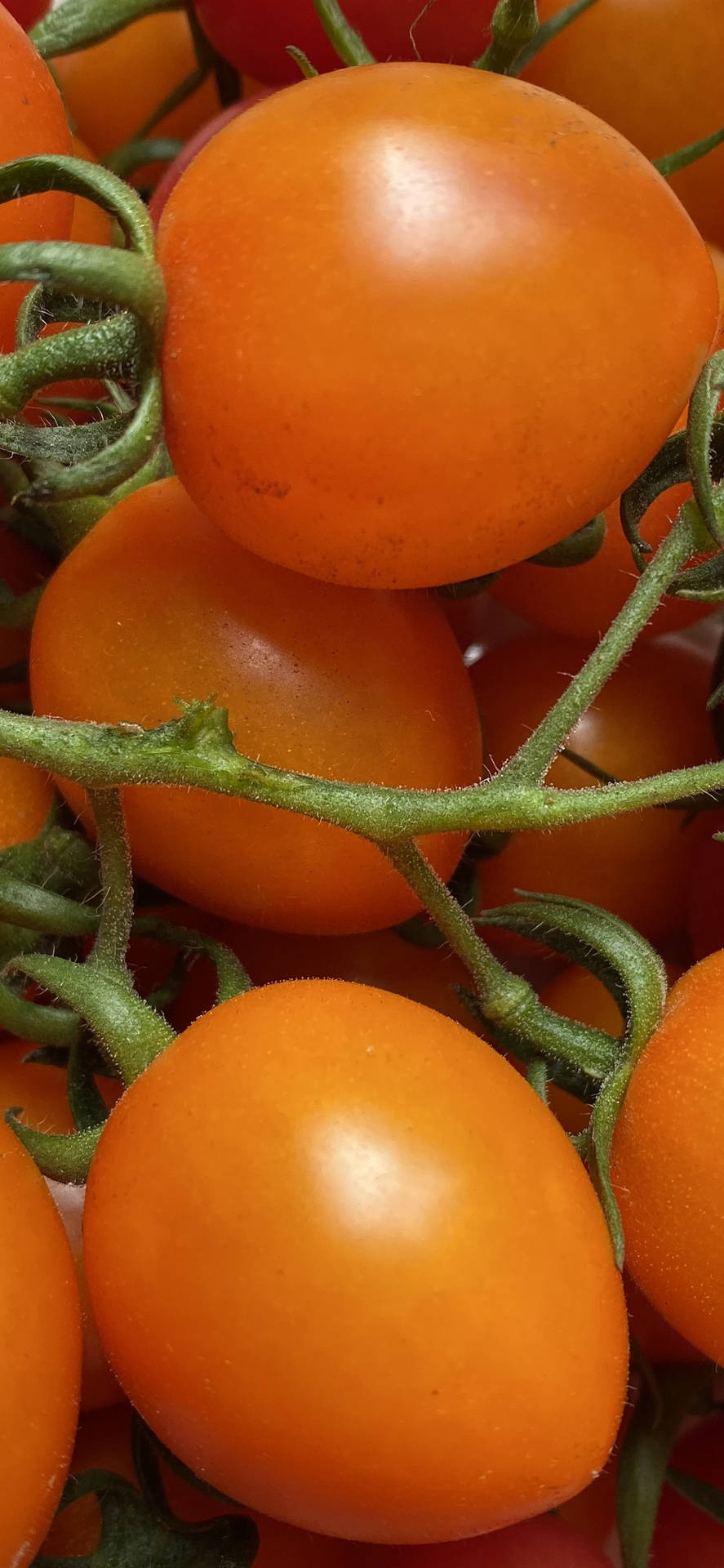 Friske Orange Tomater Wallpaper