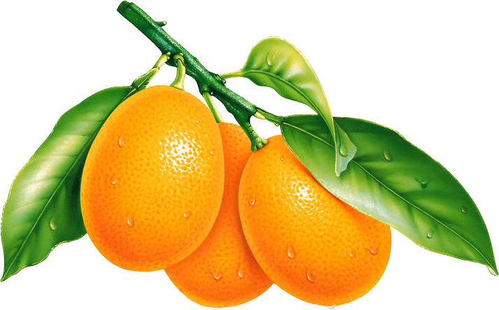 Fresh Orangeson Branch PNG