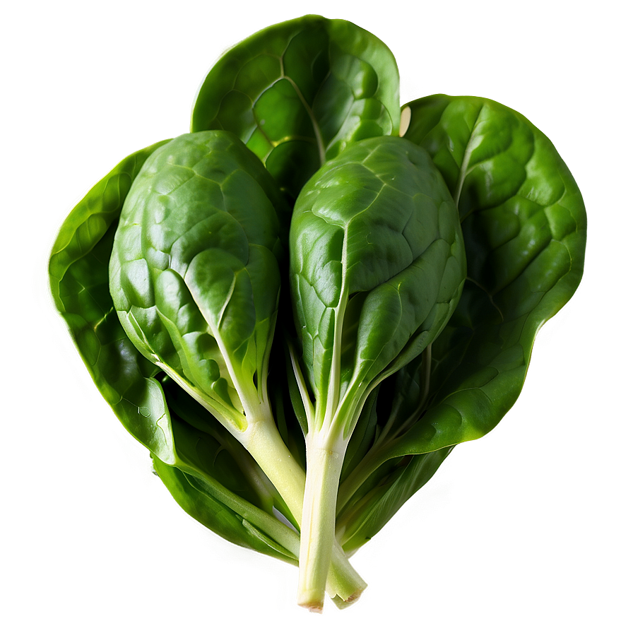 Fresh Organic Spinach Bunch Png 47 PNG