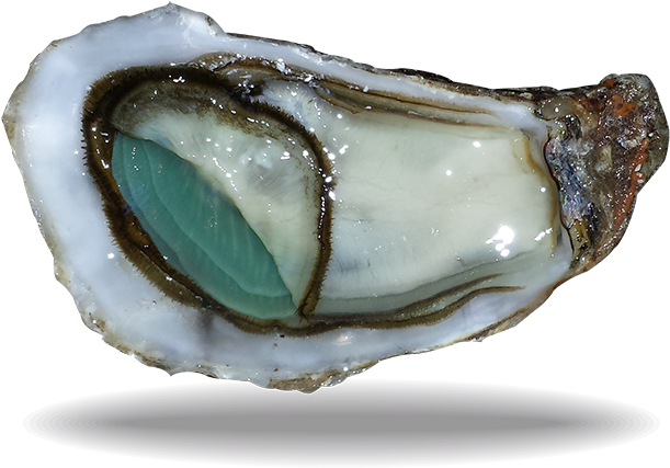 Download Fresh Oysteron Half Shell | Wallpapers.com