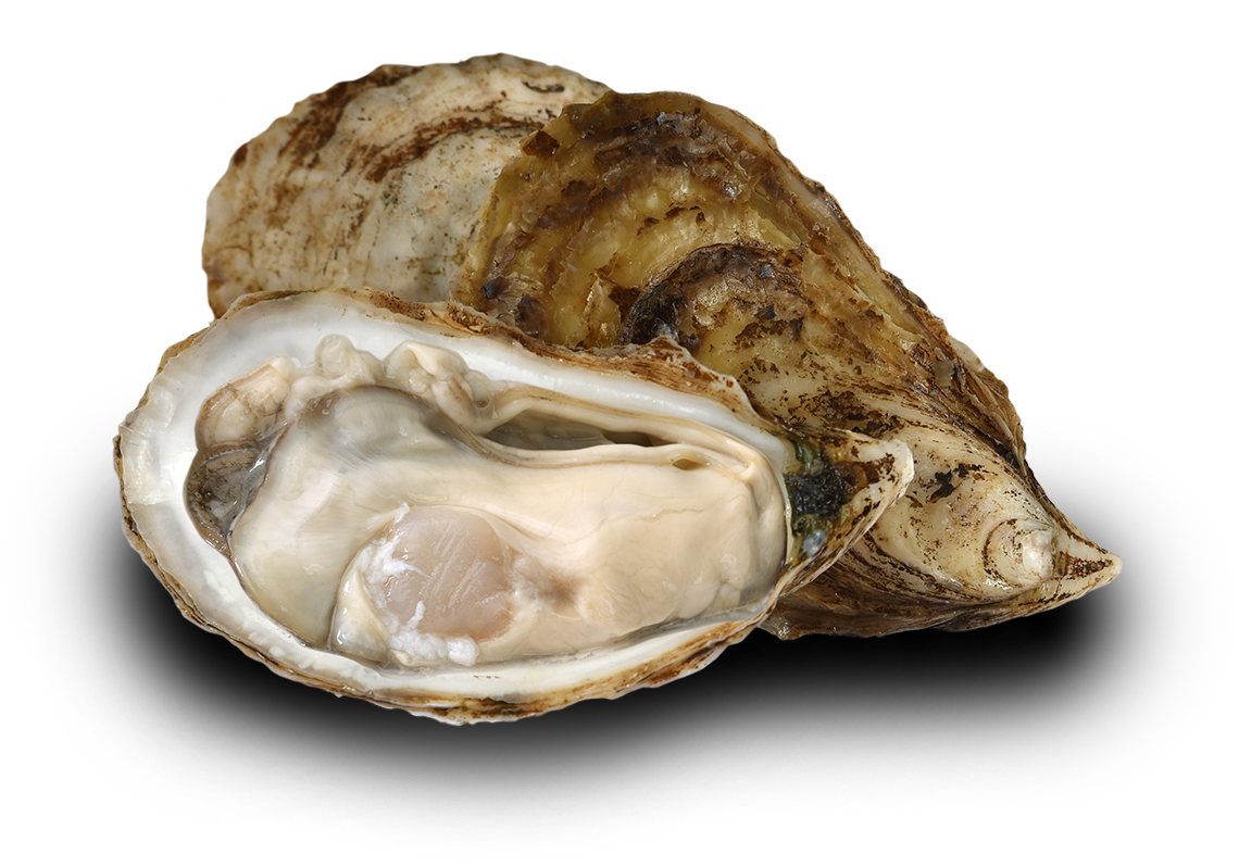 Fresh Oysteron Half Shell PNG