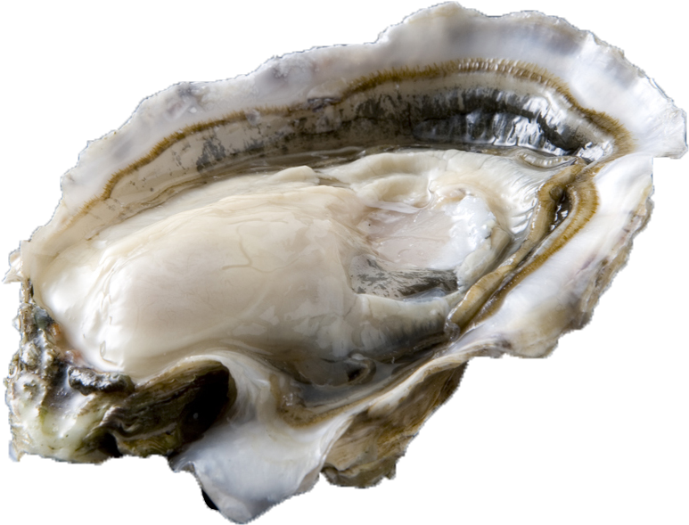 Fresh Oysteron Half Shell PNG