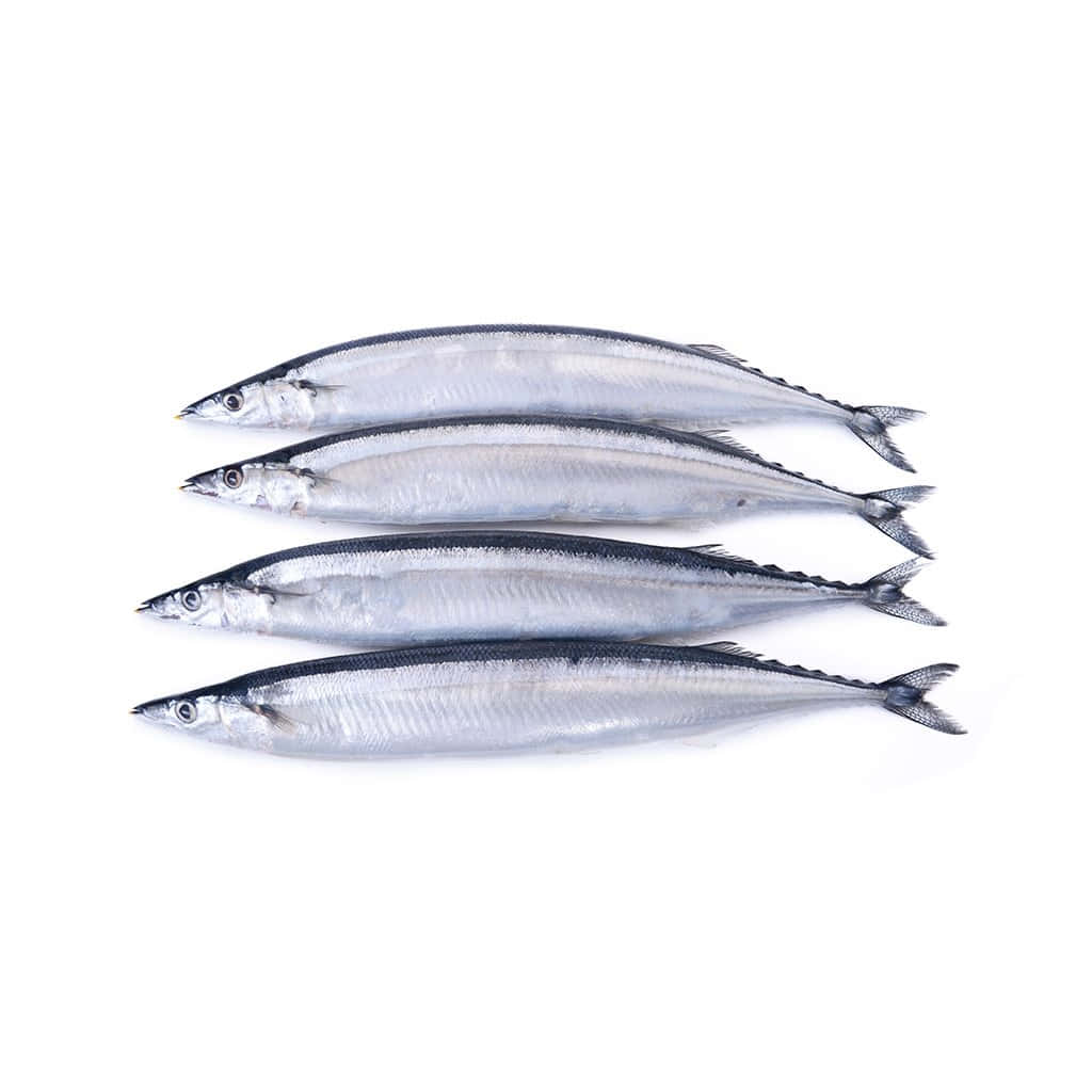 Fresh Pacific Saury Fish Isolated Wallpaper