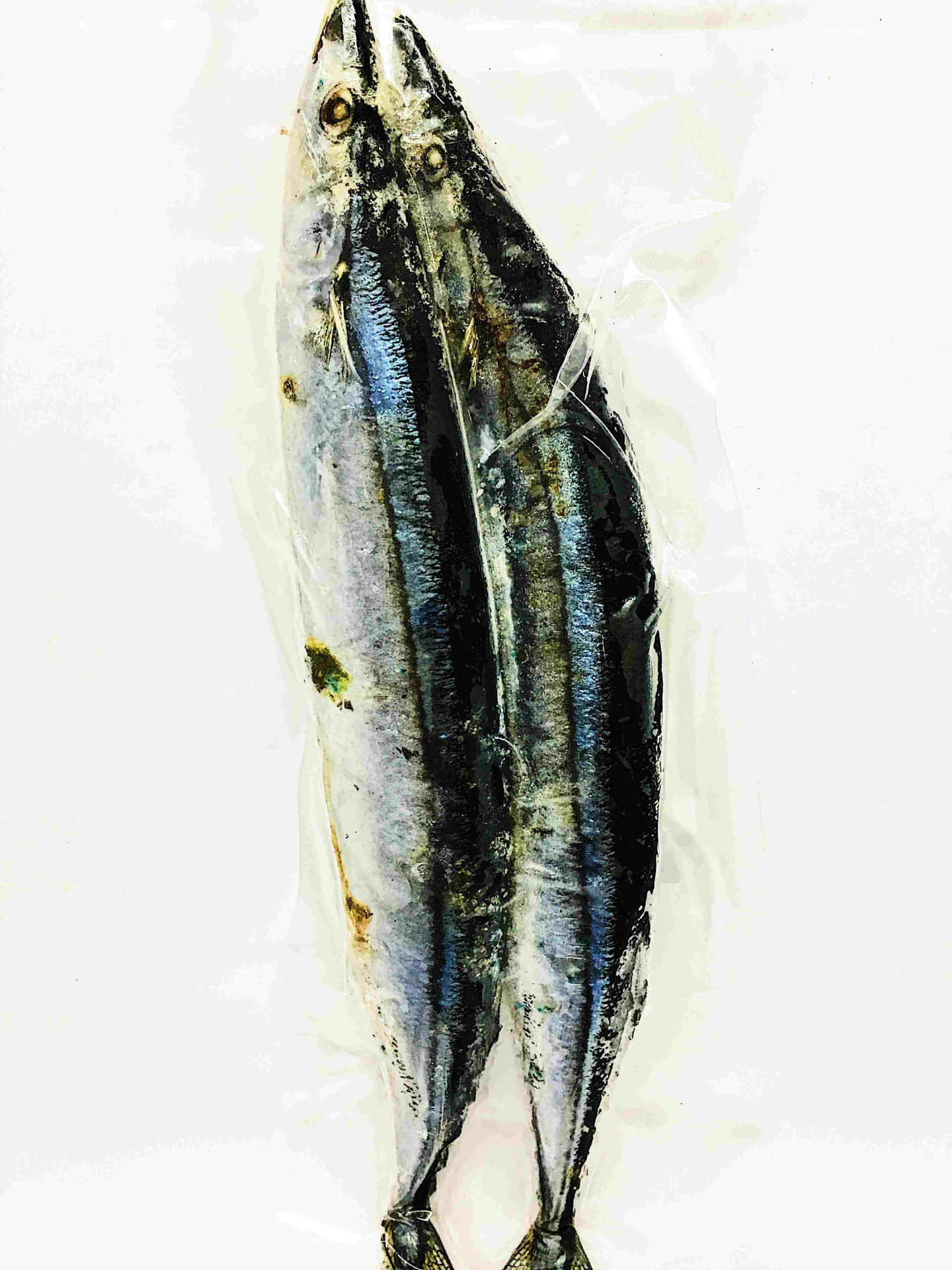 Fresh Pacific Saury Fish Packaged Wallpaper