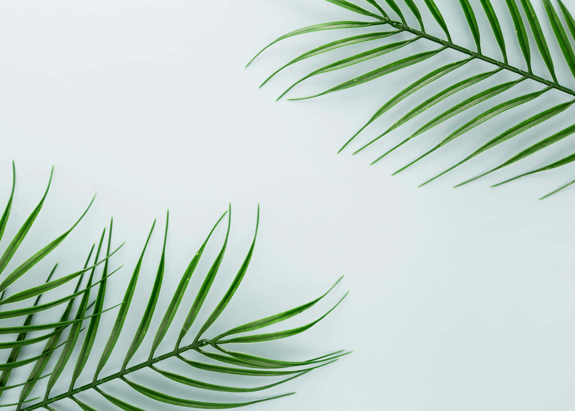Fresh Palm Fronds White Background Wallpaper