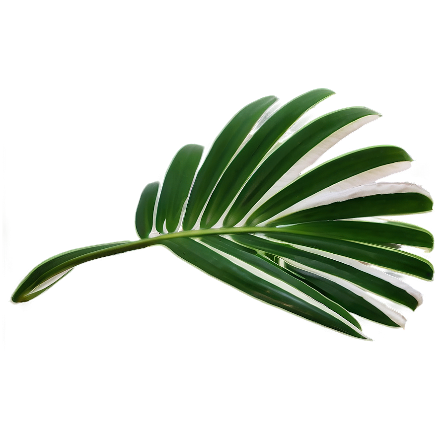 Fresh Palm Leaves Png Tvd PNG