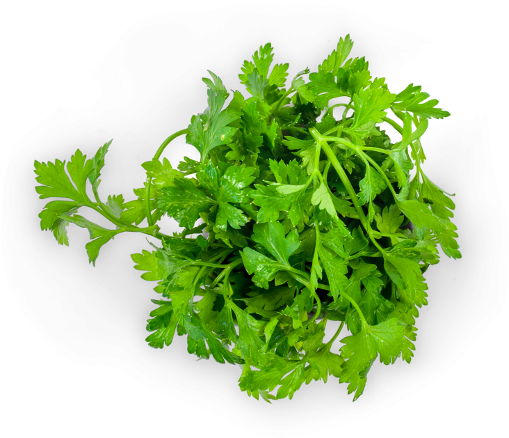 Fresh Parsley Bunch Isolated PNG