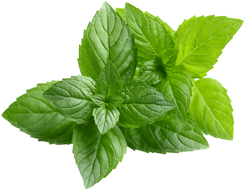 Fresh Peppermint Leaves Isolated PNG