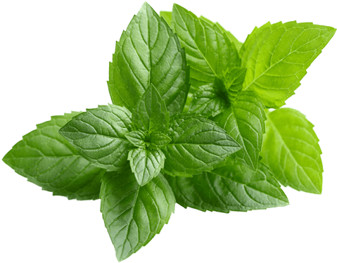 Download Fresh Peppermint Leaves Isolated | Wallpapers.com