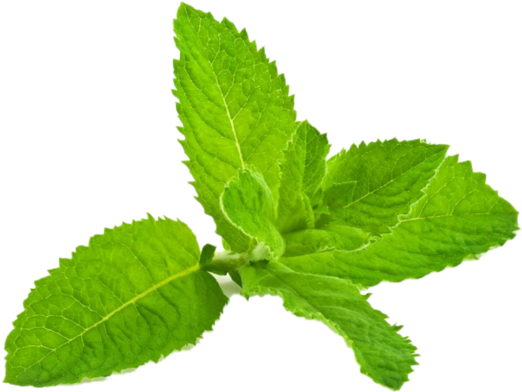 Fresh Peppermint Leaves Isolated PNG