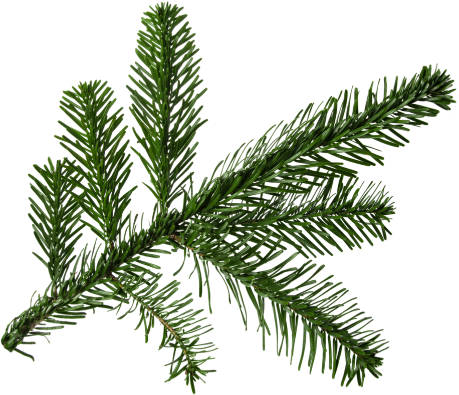 Fresh Pine Branch Transparent Background PNG
