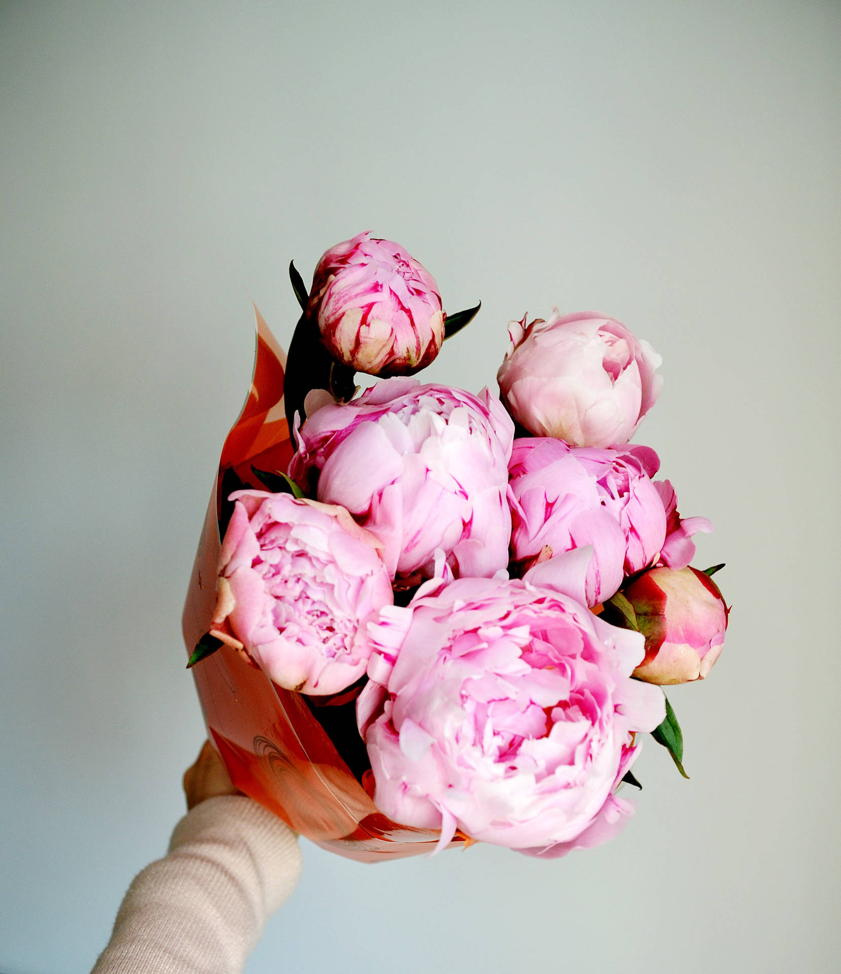 Frescoramo De Flores De Peonías Rosadas Fondo de pantalla