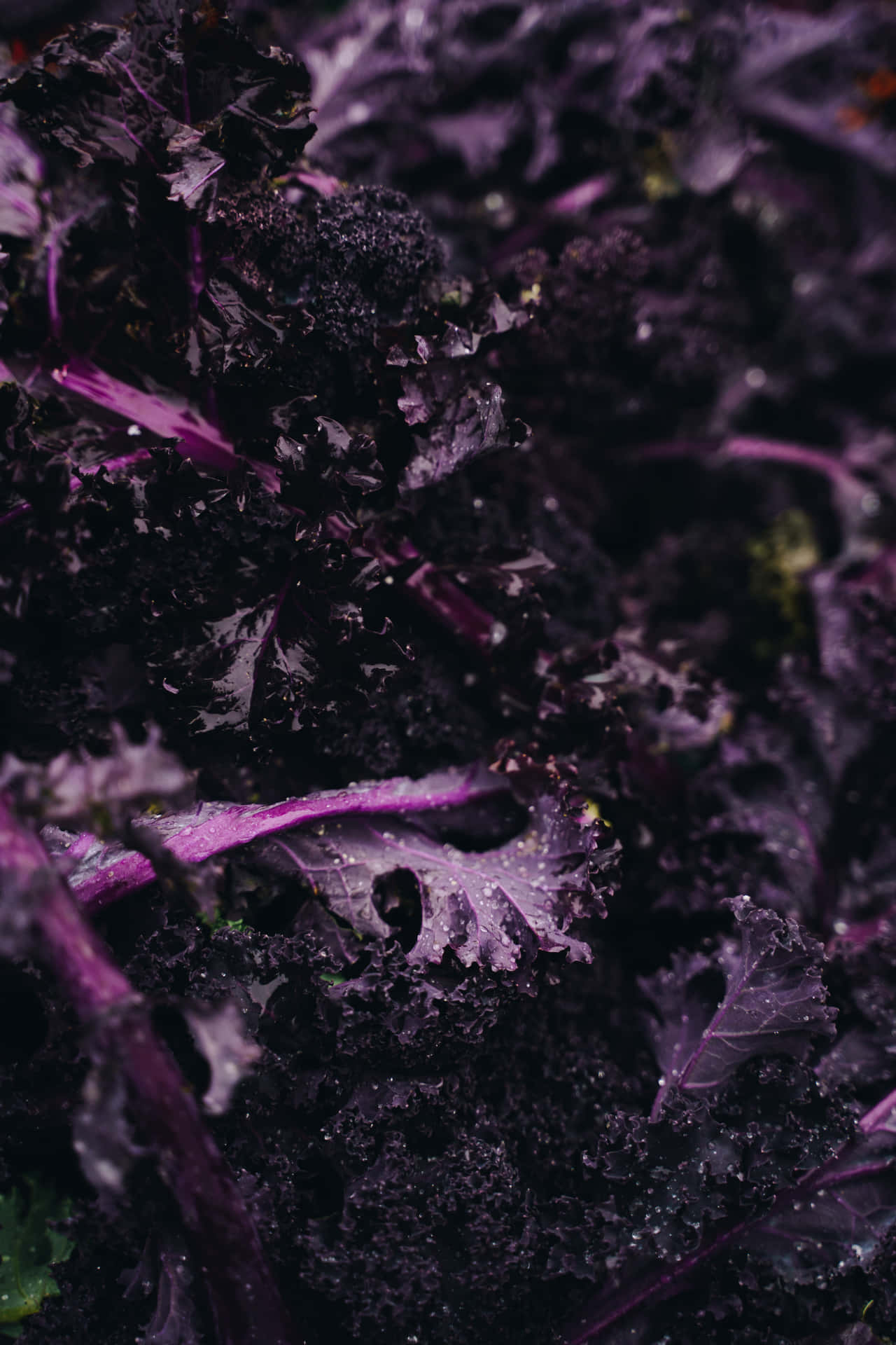 Fresh Purple Kale In Sunlight Wallpaper