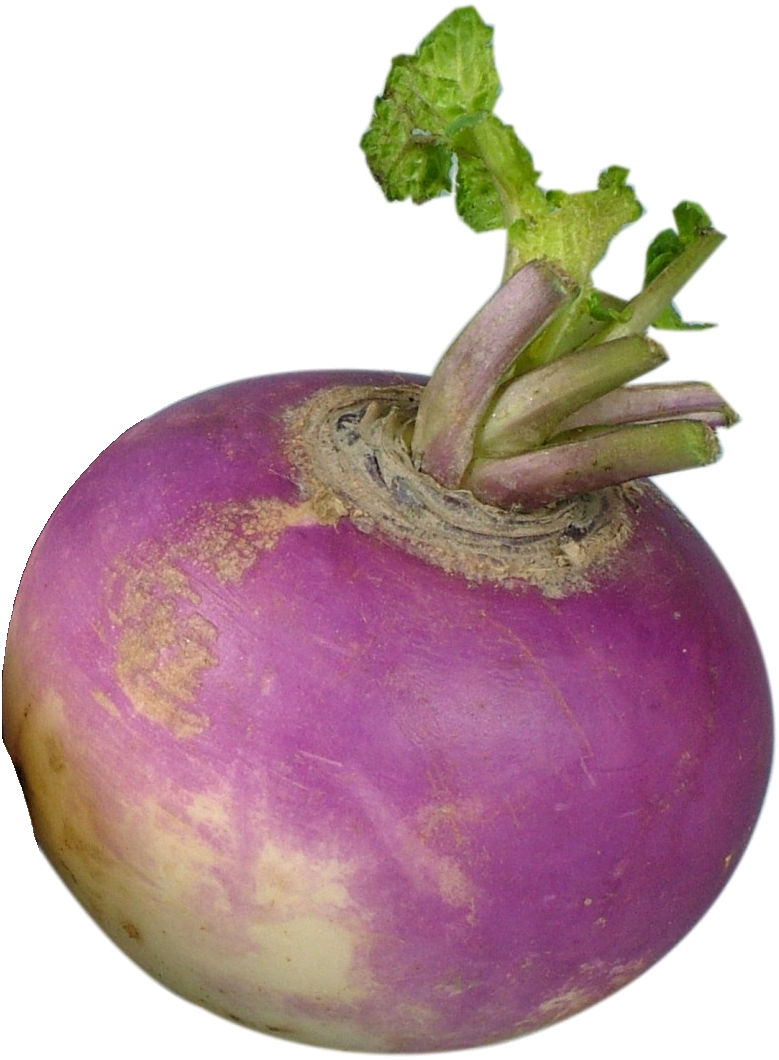 Fresh Purple Turnip Vegetable.png PNG