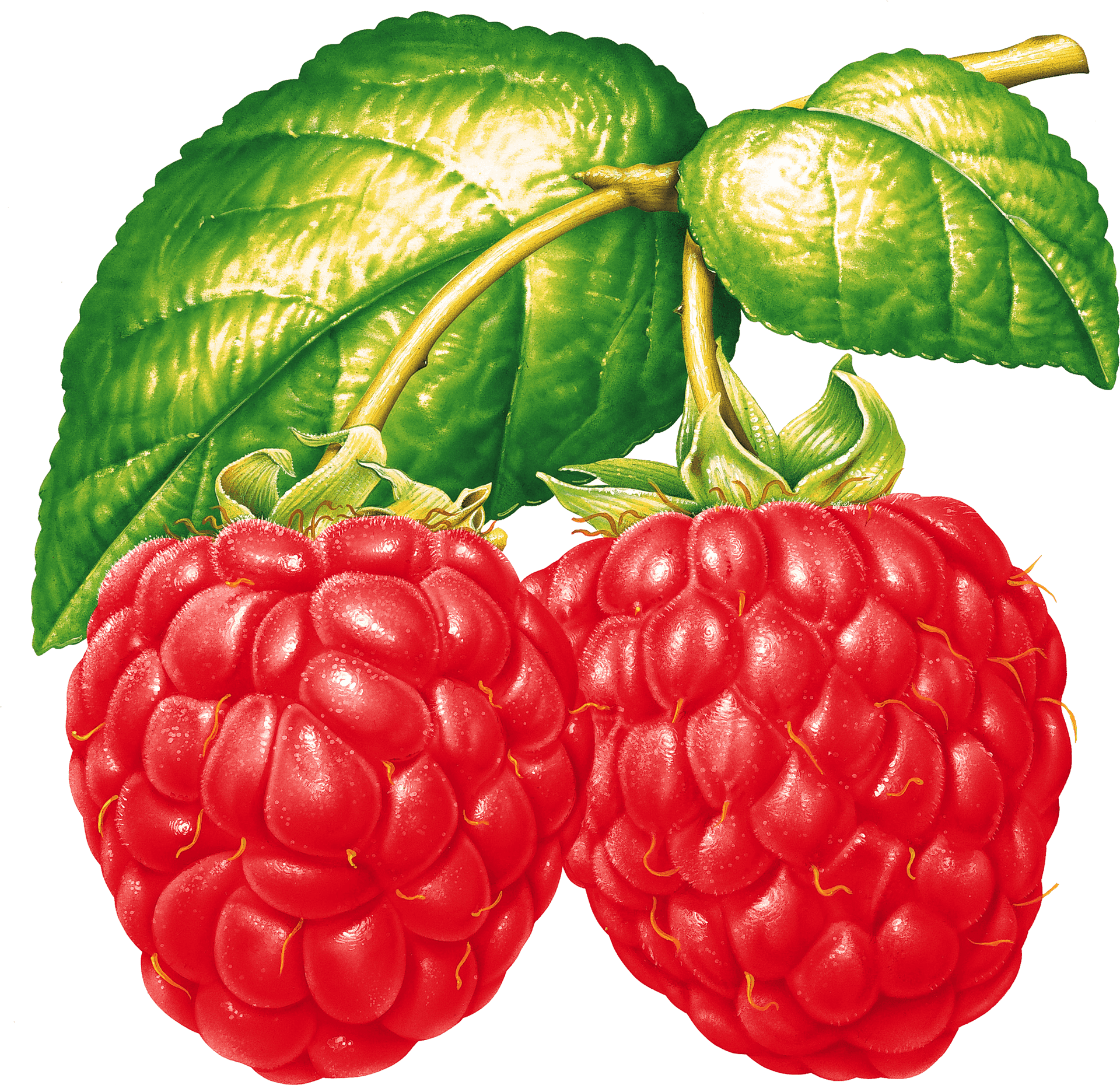 Fresh Raspberries With Leaves PNG