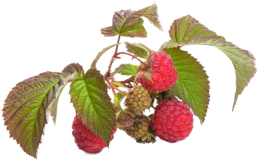 Fresh Raspberrieson Branch.png PNG