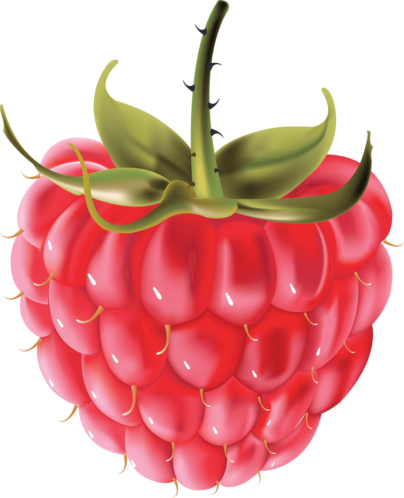 Fresh Raspberry Illustration PNG